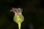 Arkansas ironweed